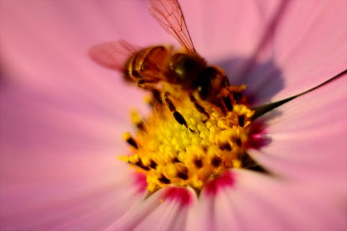 棕色蜜蜂在粉红色的花瓣花粉上的倾斜摄影 · 免费素材图片