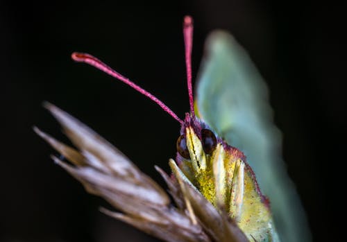 棕色蝴蝶的浅焦点摄影 · 免费素材图片