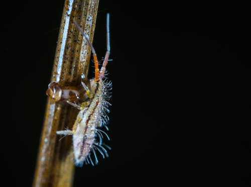 米色和棕色虫幼虫在棕色茎上的宏观照片 · 免费素材图片