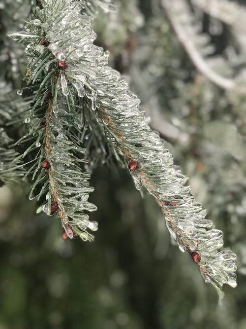 冰冷的树 · 免费素材图片
