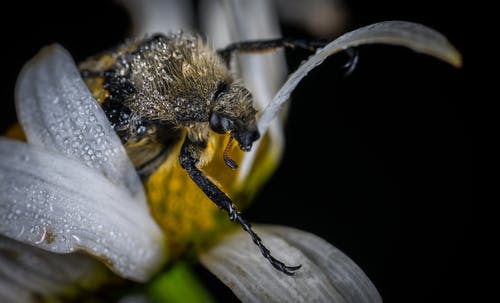 棕色和黄色的蜜蜂，在白色和黄色的花朵特写摄影 · 免费素材图片