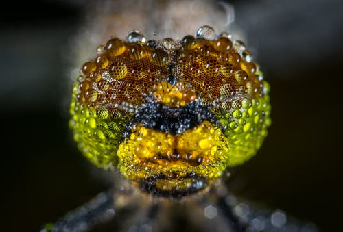 露水在绿色昆虫上的特写摄影 · 免费素材图片