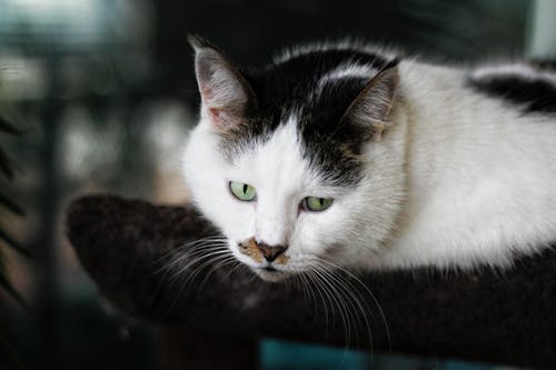 白猫和黑猫的浅焦点摄影 · 免费素材图片