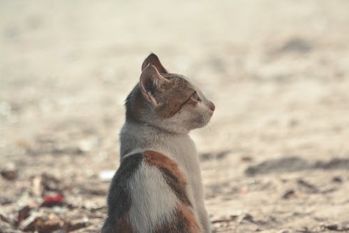 短涂黑橙白猫 · 免费素材图片