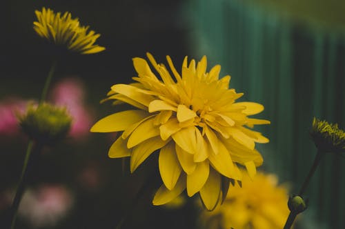 黄花浅焦点摄影 · 免费素材图片