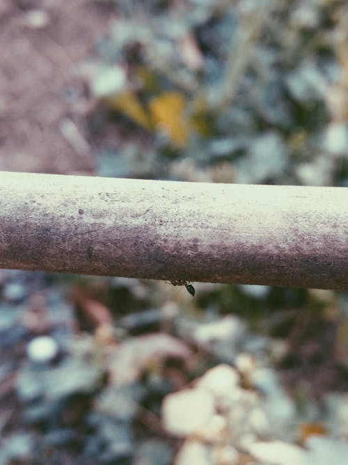 灰管上的蚂蚁选择性摄影 · 免费素材图片