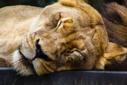 母狮闭上眼睛 · 免费素材图片