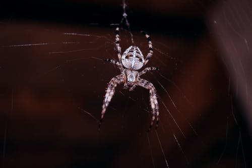 蜘蛛挂在蜘蛛网上 · 免费素材图片
