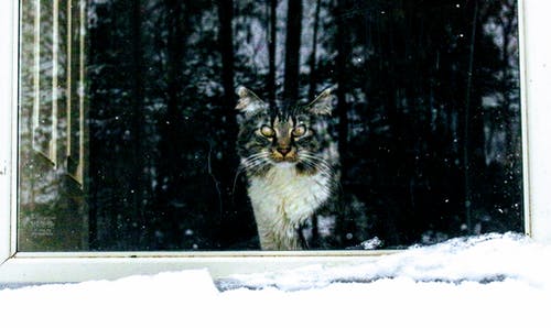 可爱的猫 · 免费素材图片