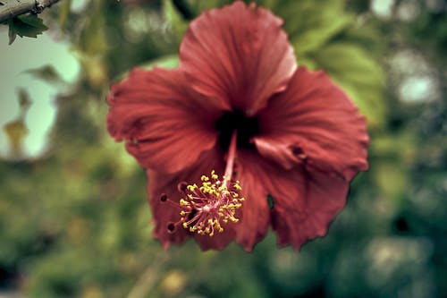 红芙蓉花在特写摄影 · 免费素材图片