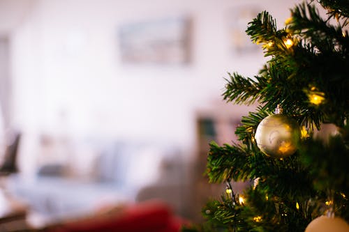 圣诞树浅焦点摄影 · 免费素材图片