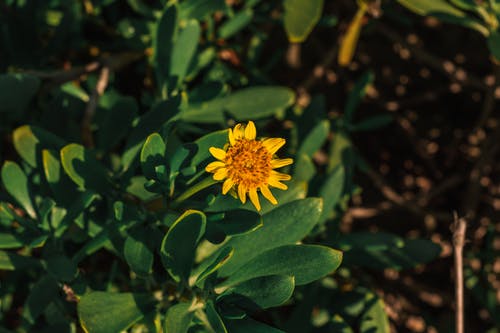 黄色雏菊花 · 免费素材图片