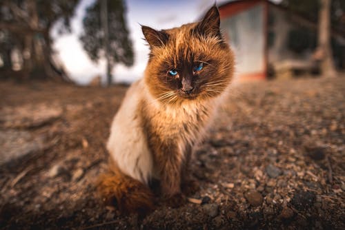 可爱的猫 · 免费素材图片