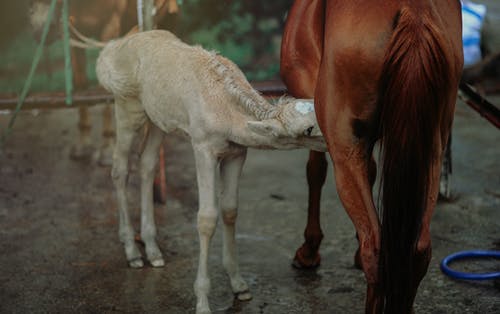棕色马喂养白马 · 免费素材图片