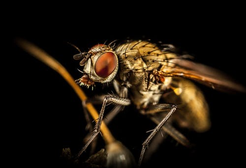 家蝇的微距摄影 · 免费素材图片