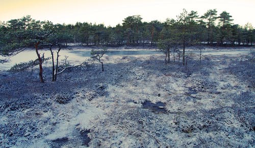 树木风景 · 免费素材图片