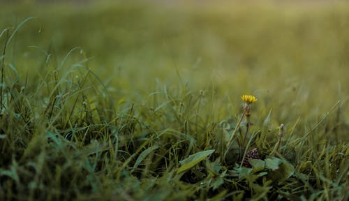 绿草和花朵的选择性摄影 · 免费素材图片