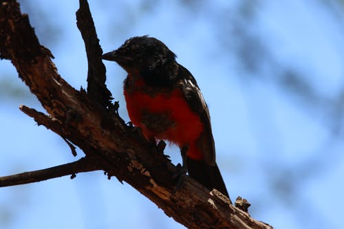 小黑鸟和红鸟 · 免费素材图片