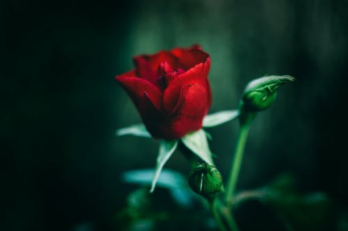 红玫瑰的特写摄影 · 免费素材图片