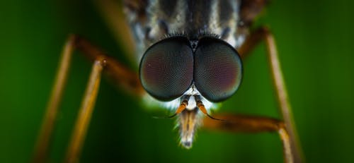 布朗蝇的微距摄影 · 免费素材图片