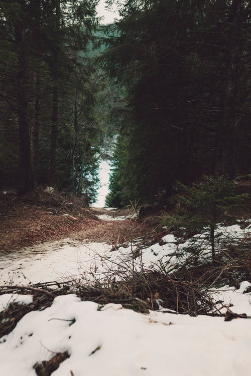 森林之间的白雪 · 免费素材图片