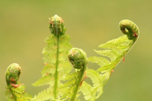 关闭了绿色的植物的照片 · 免费素材图片