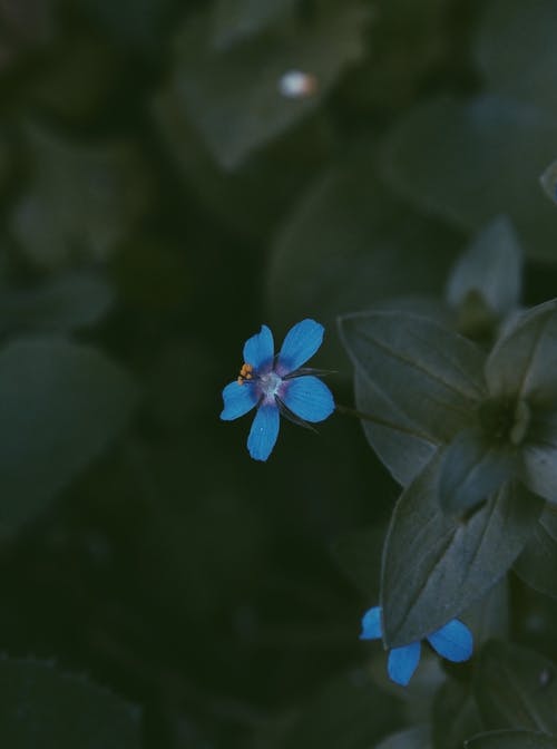 蓝色花瓣的花朵 · 免费素材图片