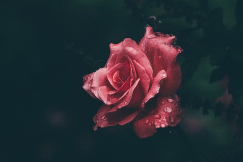 红玫瑰的微距摄影 · 免费素材图片