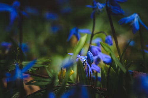 蓝色花朵的选择性聚焦摄影 · 免费素材图片