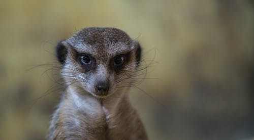 米色和白色猫鼬 · 免费素材图片