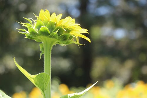 黄色和绿色花的选择性聚焦摄影 · 免费素材图片