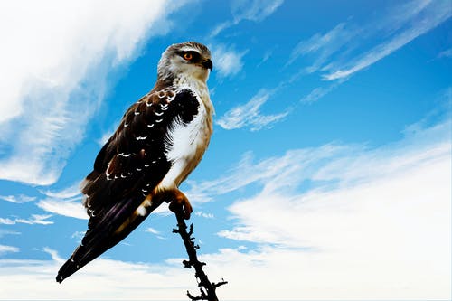 白鹰和棕鹰 · 免费素材图片