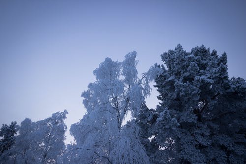 大雪覆盖的树木 · 免费素材图片