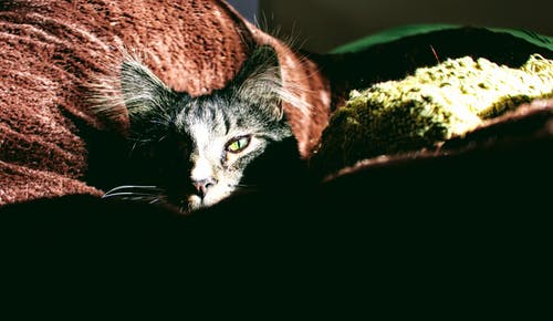 银色虎斑猫在红色纺织上的特写照片 · 免费素材图片