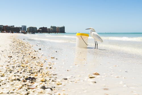 塑料容器旁边的海边白海鸥 · 免费素材图片