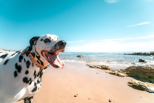 一只狗在海边的摄影 · 免费素材图片
