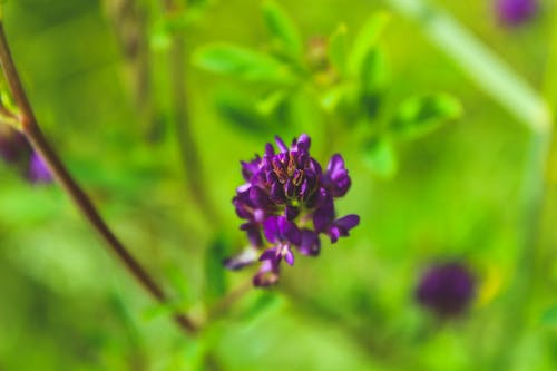 紫罗兰色花的特写摄影 · 免费素材图片
