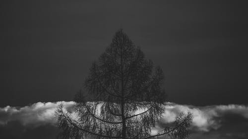 如果树在灰度摄影中的剪影 · 免费素材图片