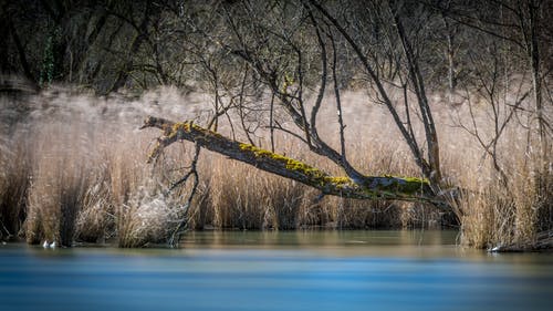 死树在河边 · 免费素材图片