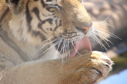老虎舔爪子 · 免费素材图片