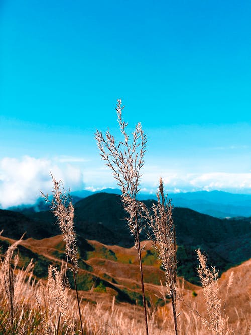 棕色植物的焦点照片在山脉上 · 免费素材图片