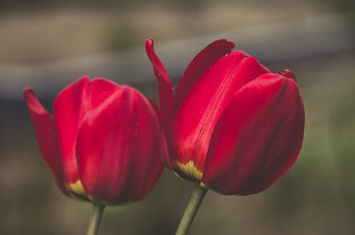 两朵红色的花的浅焦点摄影 · 免费素材图片