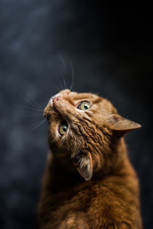 猫的选择性聚焦摄影 · 免费素材图片