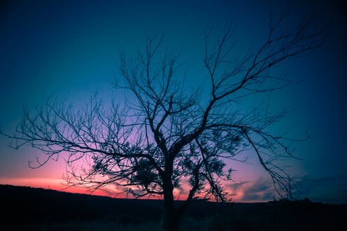 秋天一棵树在日落时的照片 · 免费素材图片