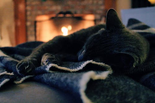 躺在布上的猫 · 免费素材图片