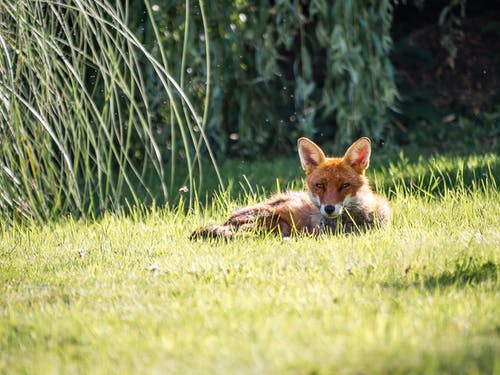 躺在草地上的狐狸的摄影 · 免费素材图片