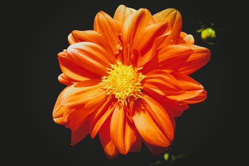 特写摄影中的橙色雏菊花 · 免费素材图片