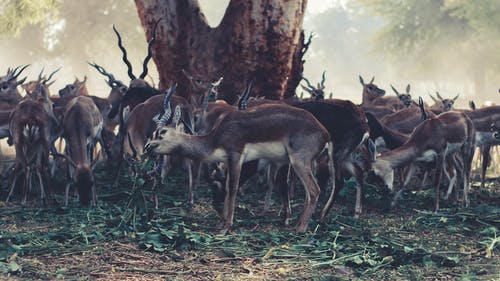 瞪羚群野生动物摄影 · 免费素材图片