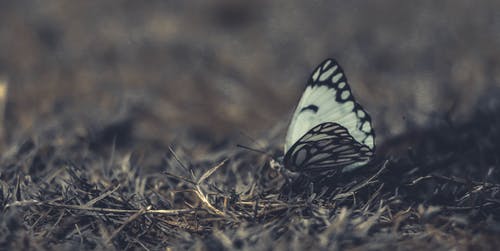 在特写摄影中的草地上的白色和黑色蝴蝶 · 免费素材图片