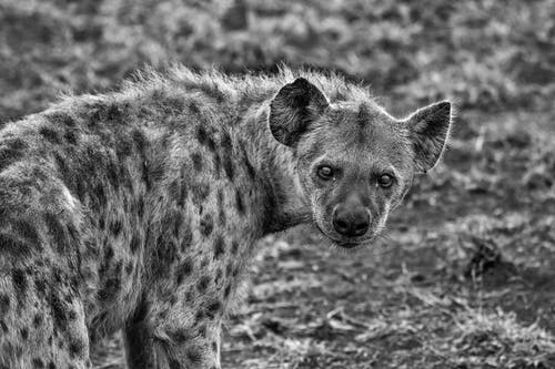 鬣狗的灰度摄影 · 免费素材图片